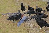 Black Vulture